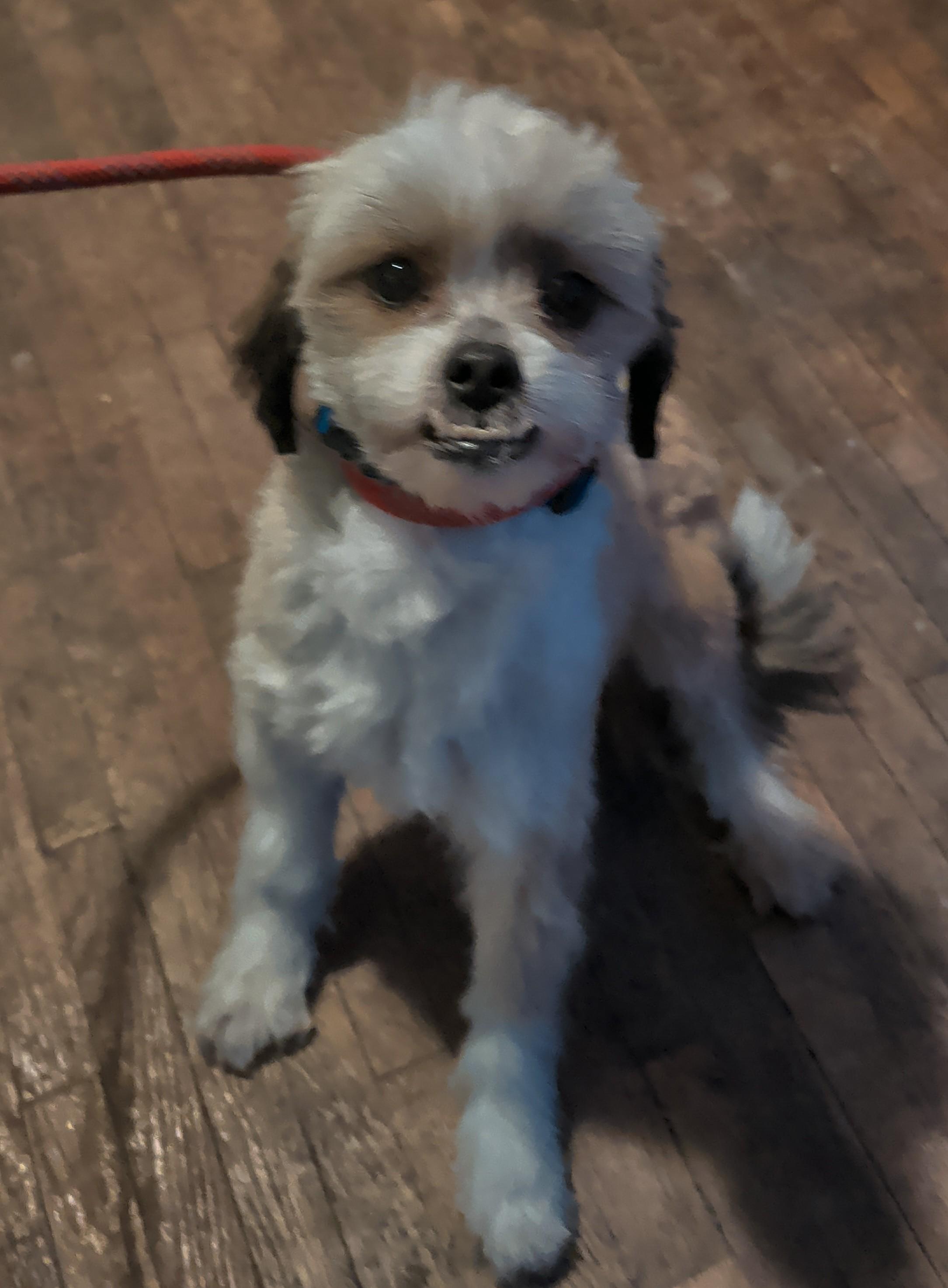 Gus, a ADOPTABLE mixed breed in Brainerd, MN image 4/5