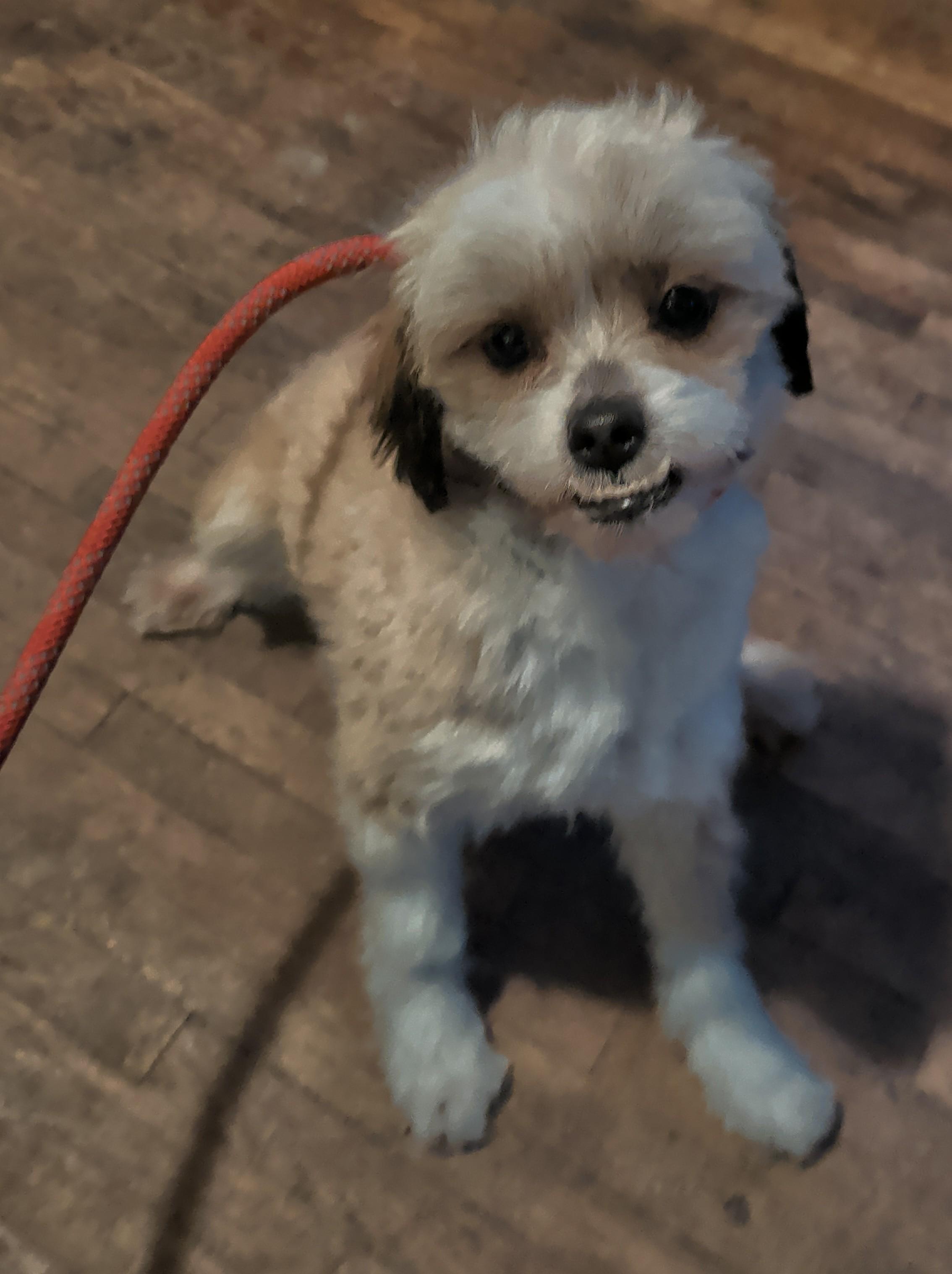 Gus, a ADOPTABLE mixed breed in Brainerd, MN image 2/5