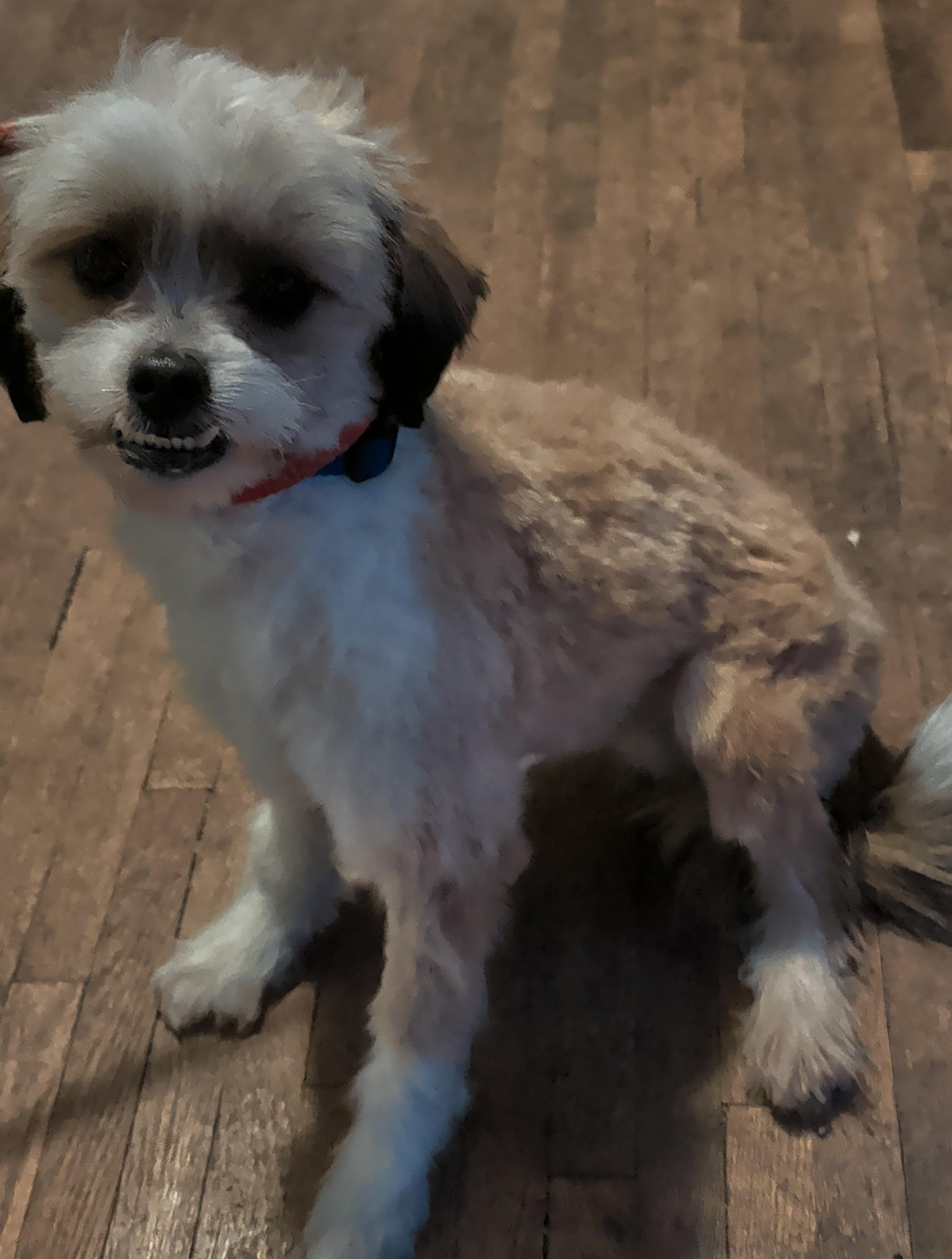 Gus, a ADOPTABLE mixed breed in Brainerd, MN image 5/5