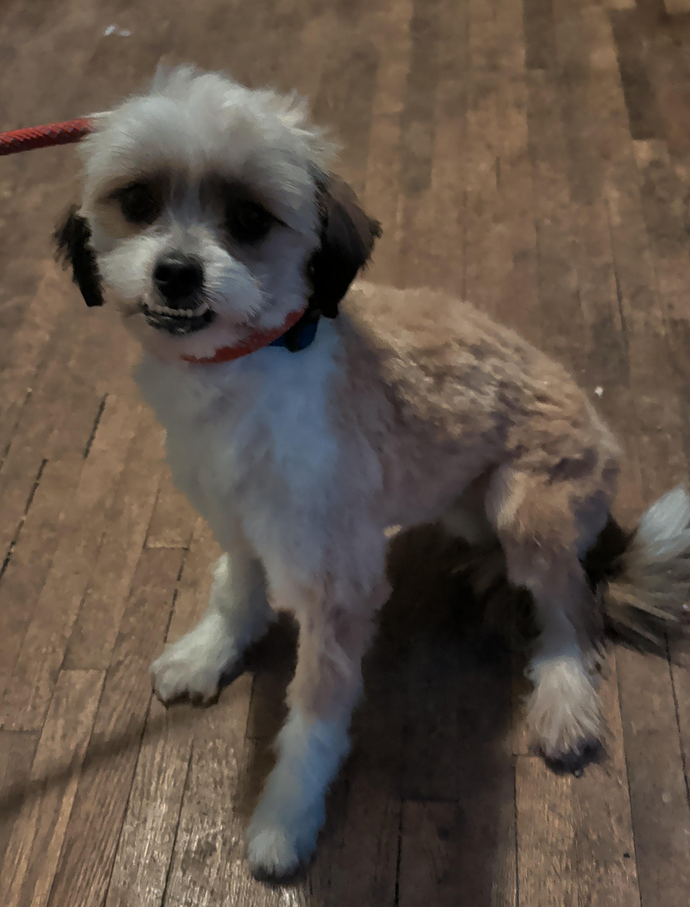 Gus, ADOPTABLE, Young Male Morkie & Schnoodle.