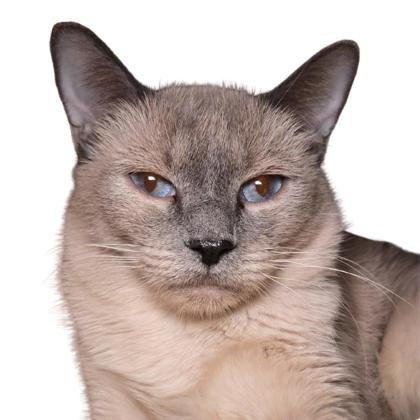 Edwina, Adoptable, Adult Female Domestic Short Hair & Domestic Short Hair.