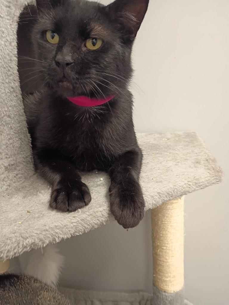 Viper, Adoptable, Young Female Domestic Short Hair.