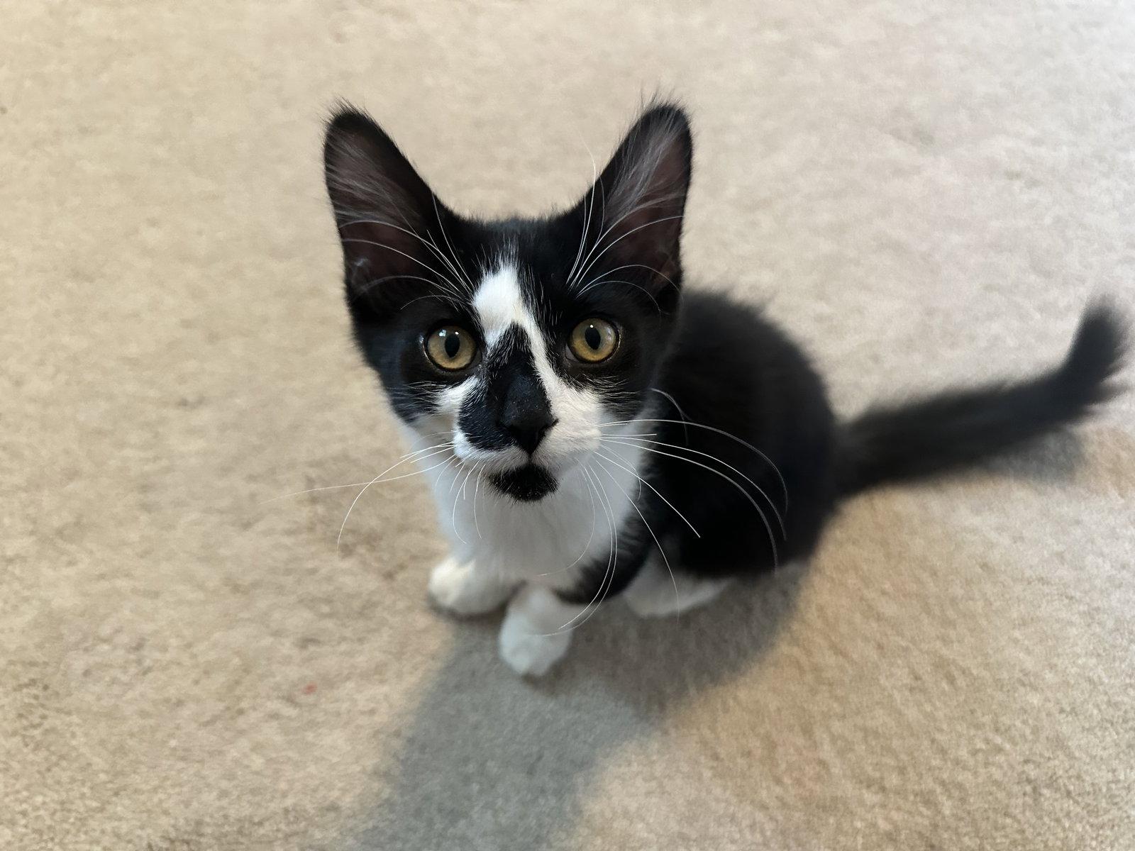 Gg Litter Perle, Adoptable, Young Male Domestic Short Hair.