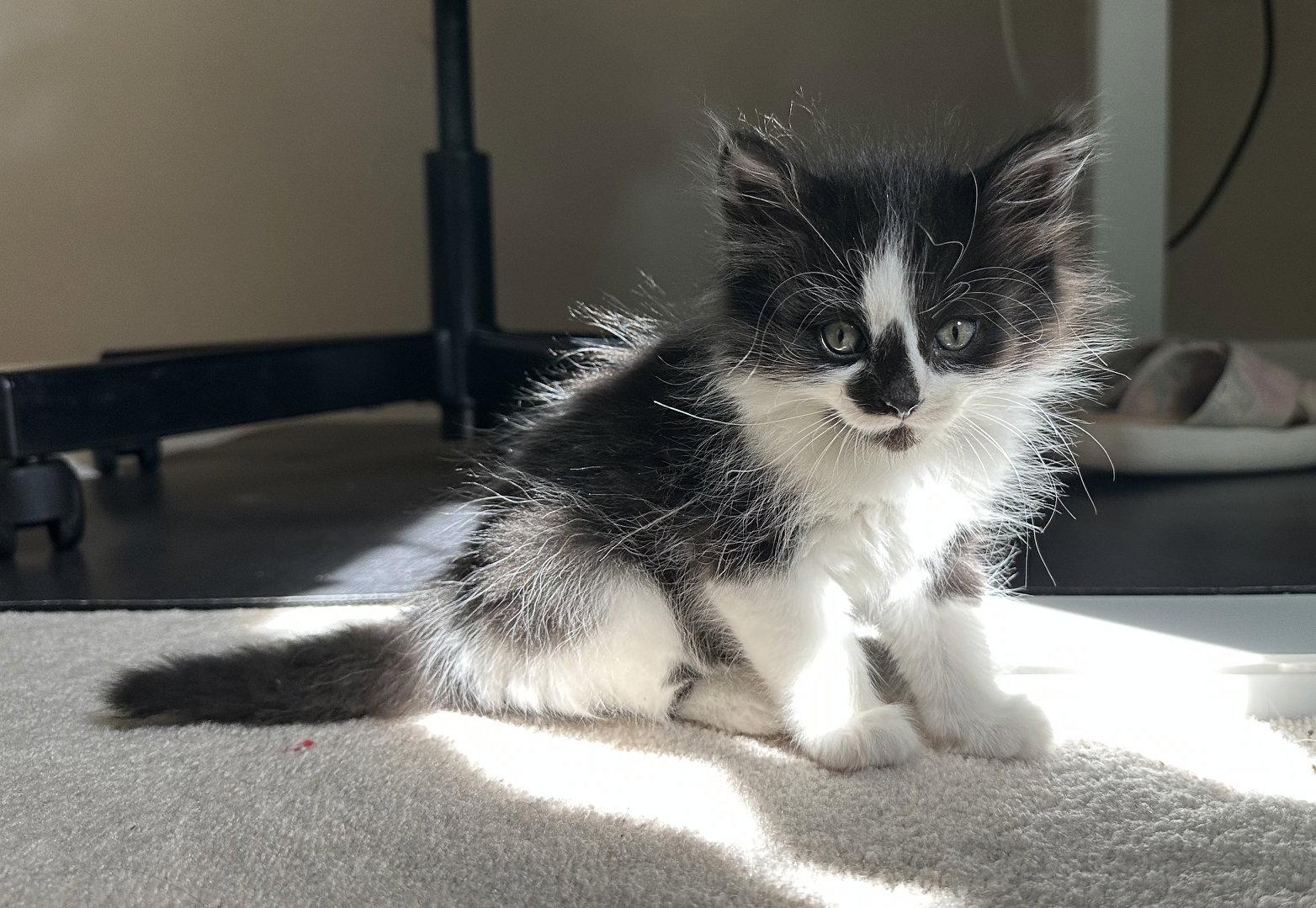 Gg Litter Perle, a Adoptable Domestic Short Hair in Livonia, MI image 2/3