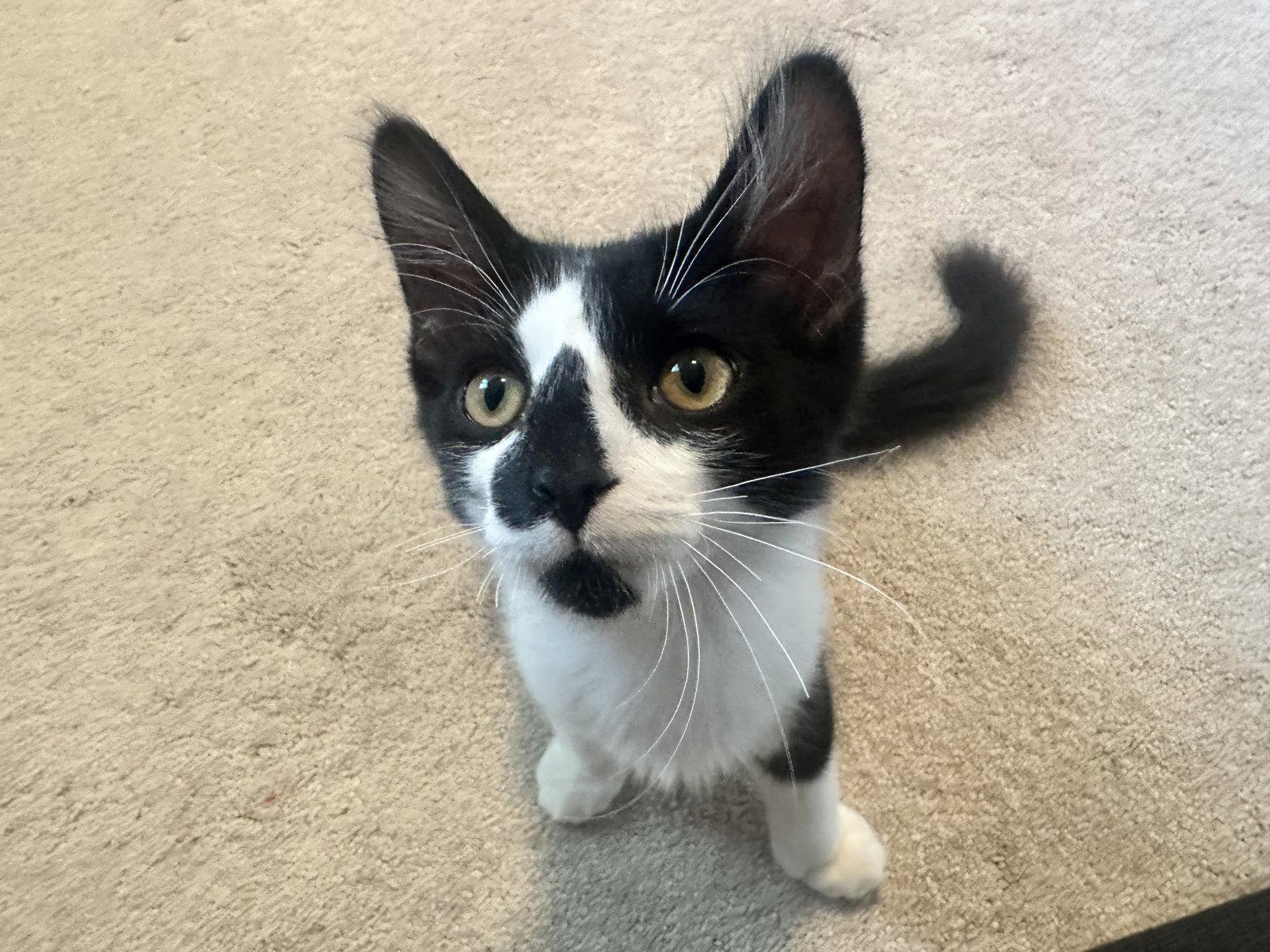 Gg Litter Perle, a Adoptable Domestic Short Hair in Livonia, MI image 3/3