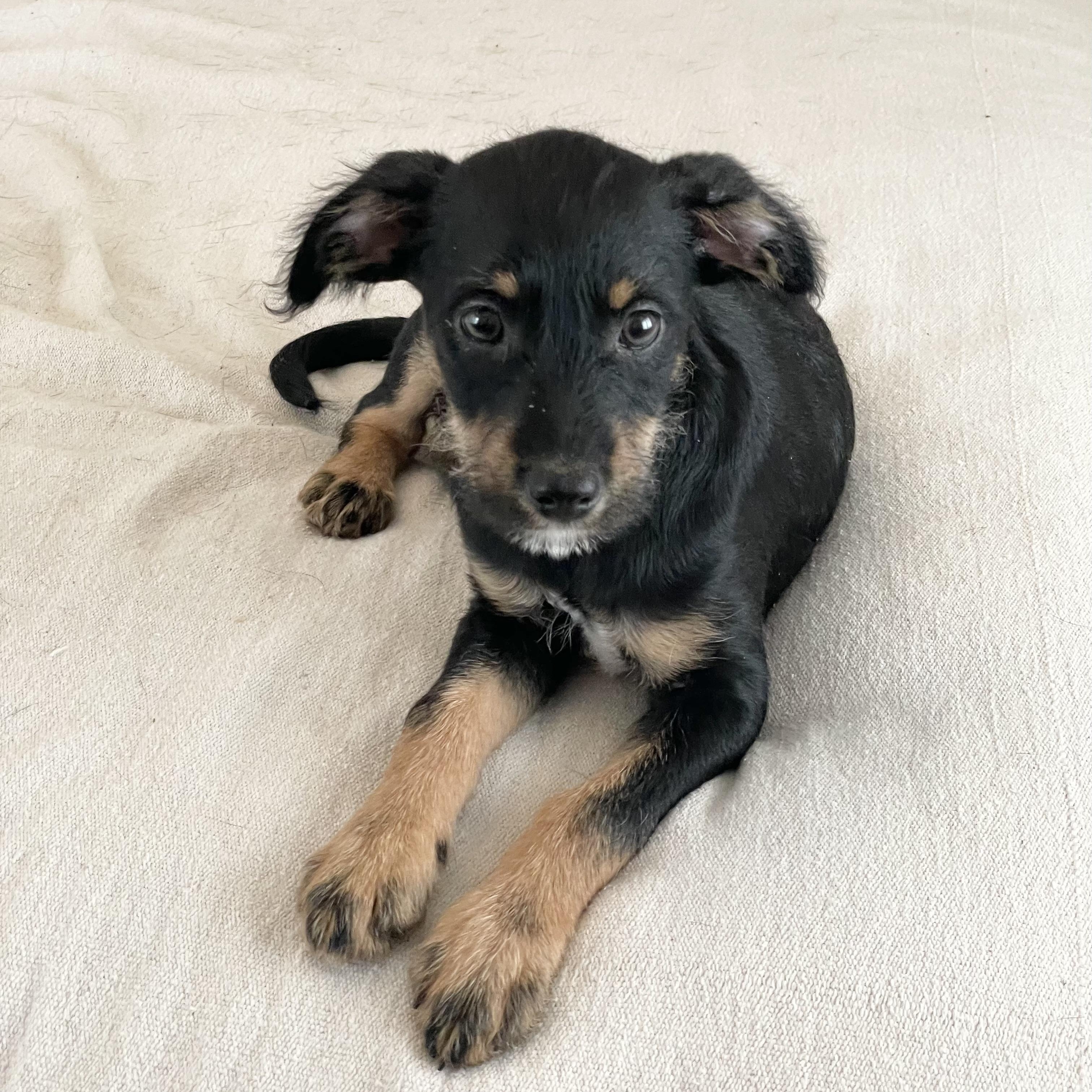 Perfect poteet, a ADOPTABLE mixed breed in West Hartford , CT image 2/4