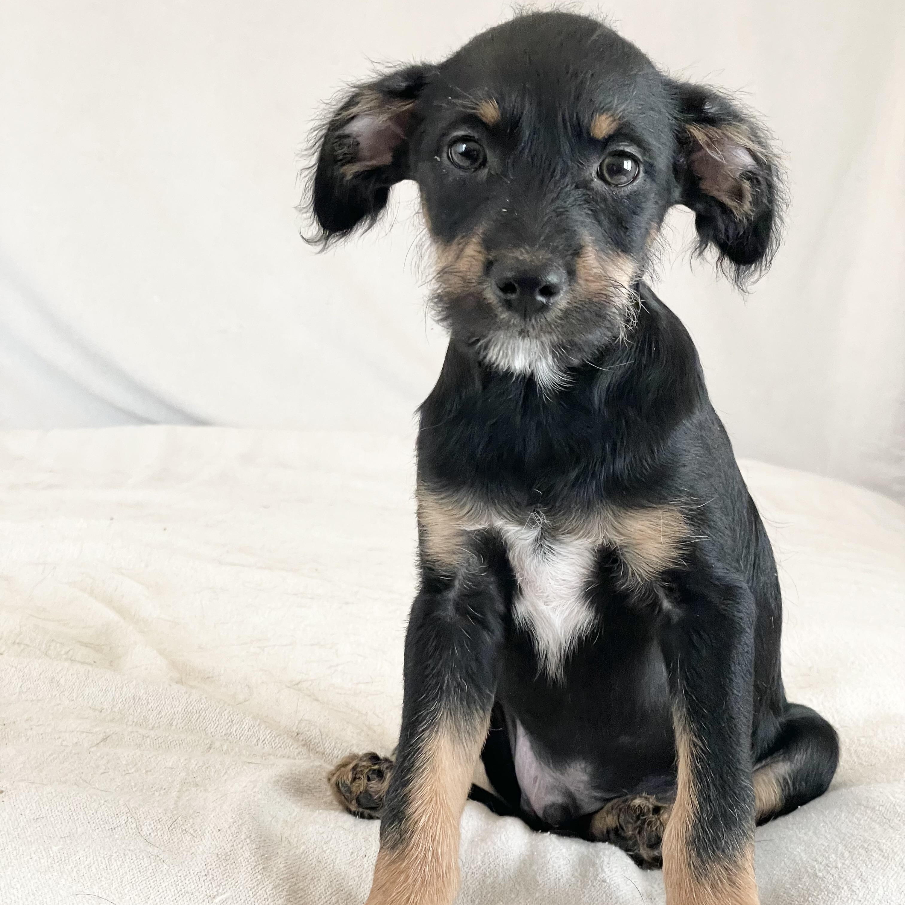 Perfect poteet, a ADOPTABLE mixed breed in West Hartford , CT image 1/4