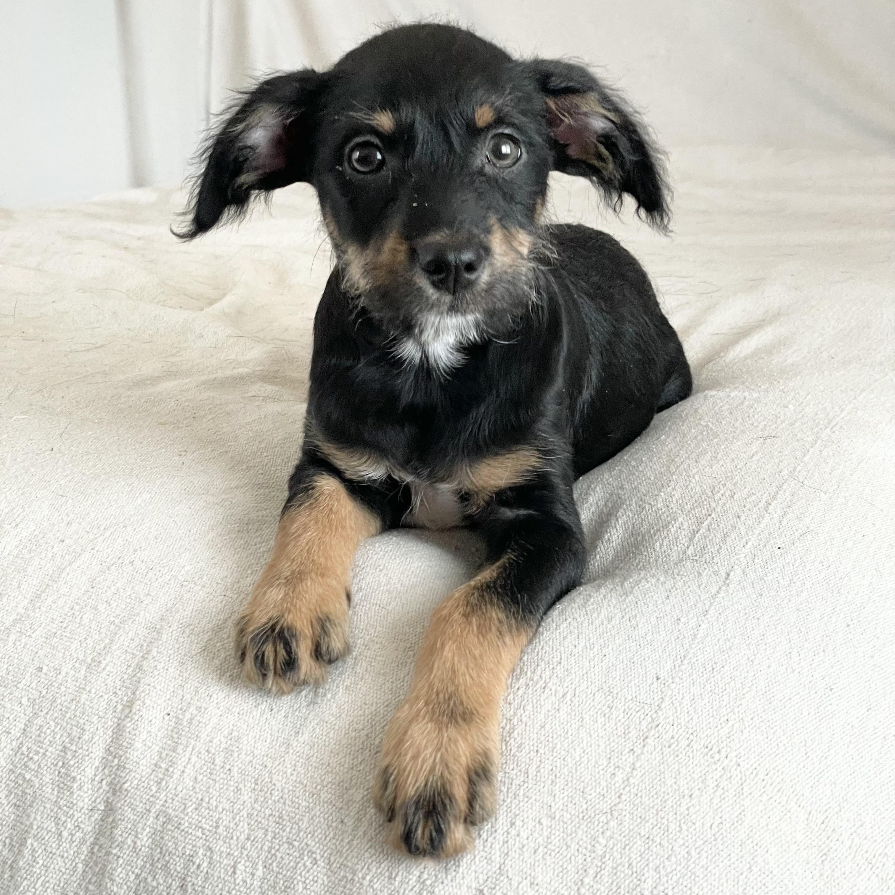 Perfect poteet, a ADOPTABLE mixed breed in West Hartford , CT image 4/4