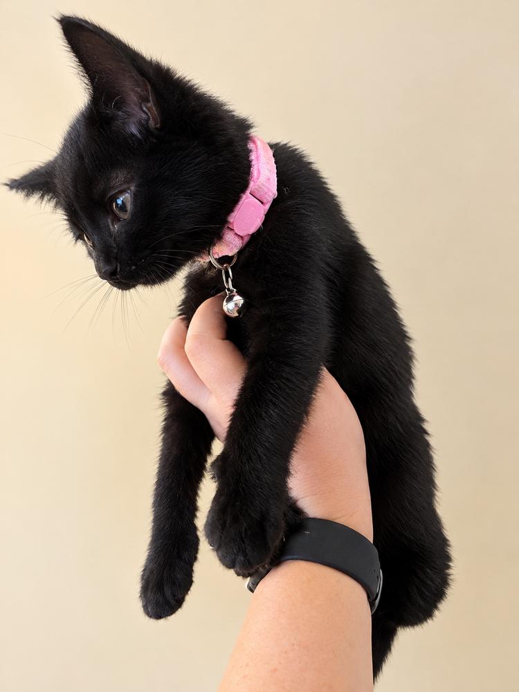 Enlarge Kahlua, a Adopted Domestic Short Hair in Palatine, IL image 1/1
