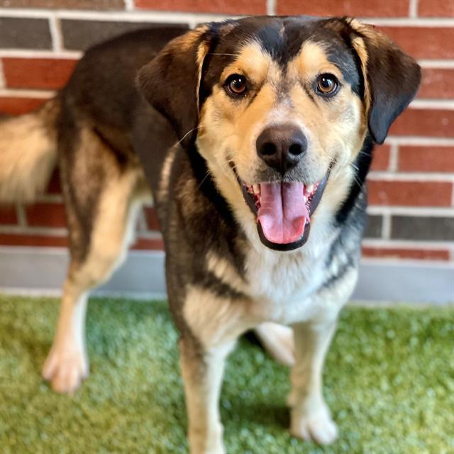 SKILLET, Adoptable, Young Male Mixed Breed.