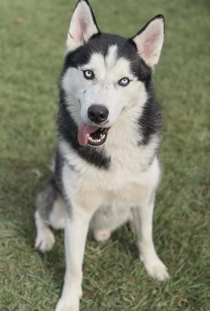 KODA, Adoptable, Adult Male Siberian Husky.