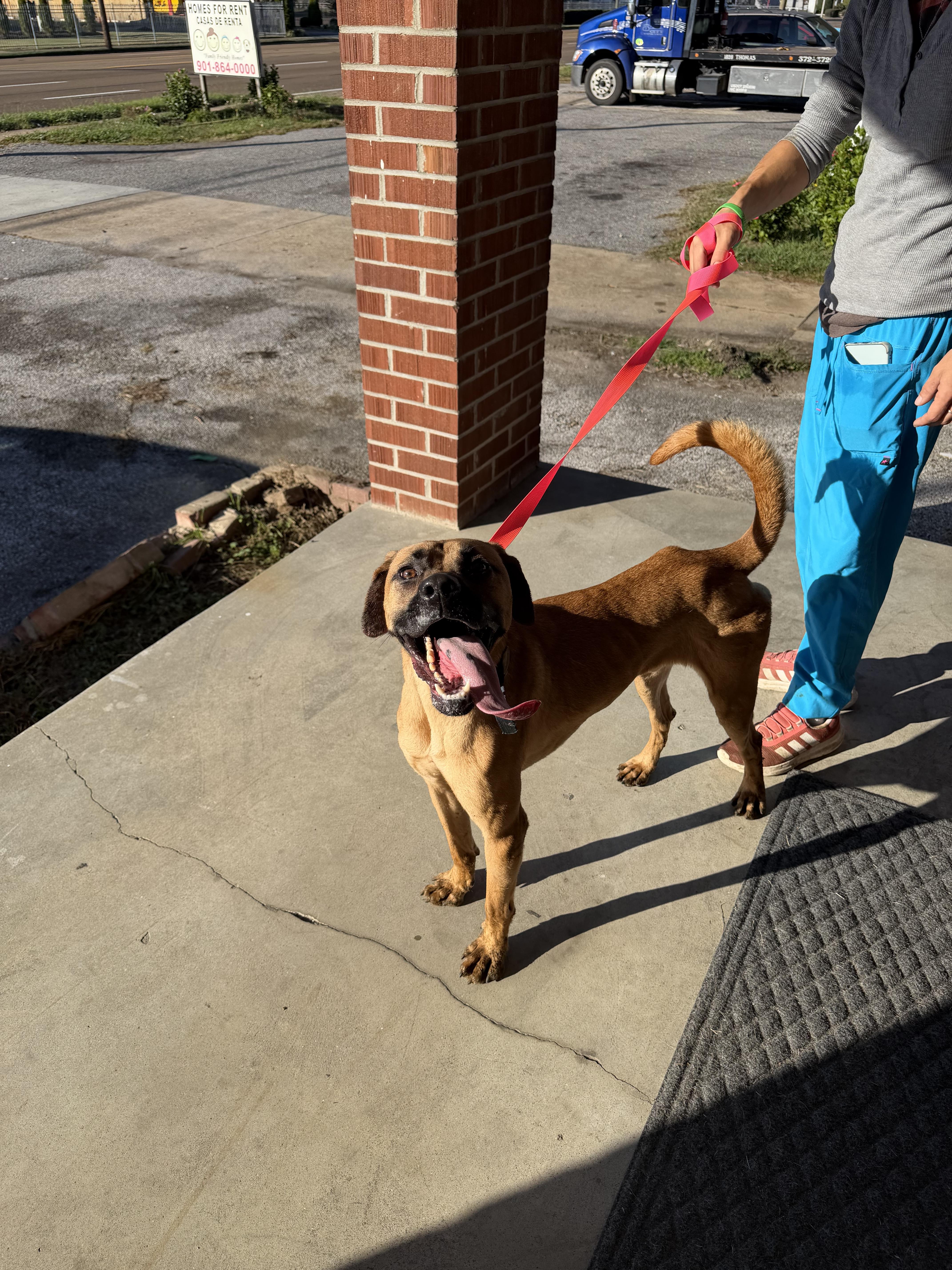 Alfie, adopted, Adult Male Mountain Cur.