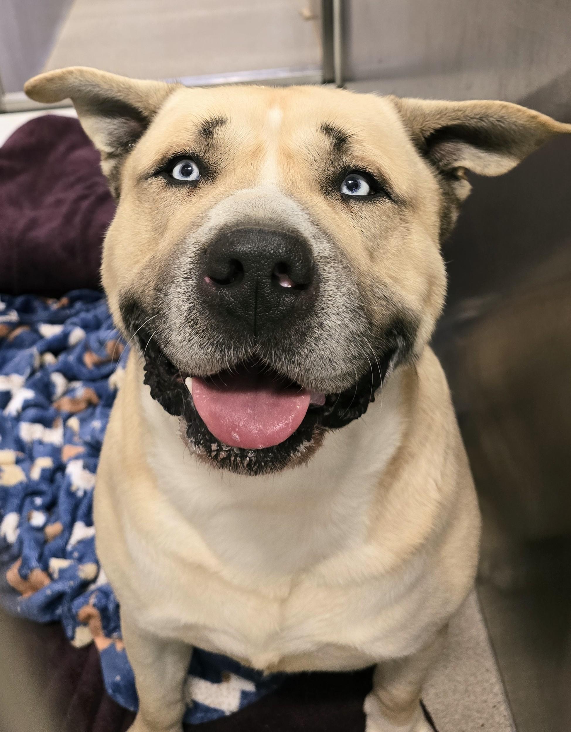 Enlarge 26-28, an adopted mixed breed in Amityville, NY image 1/1