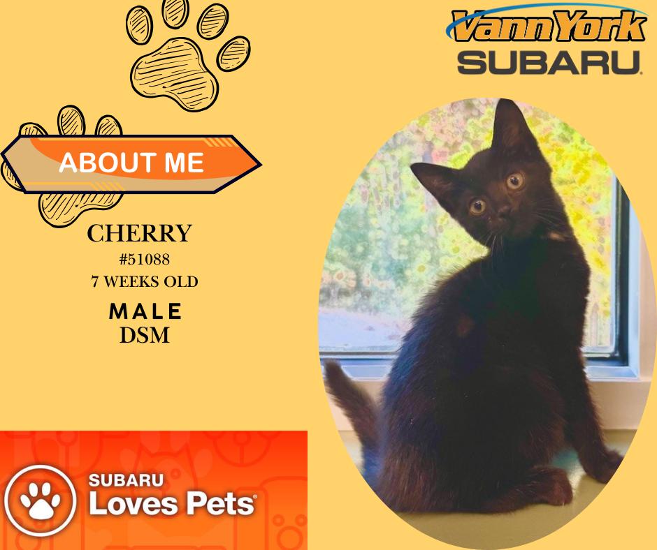 Cherry, Adoptable, Young Male Domestic Short Hair.