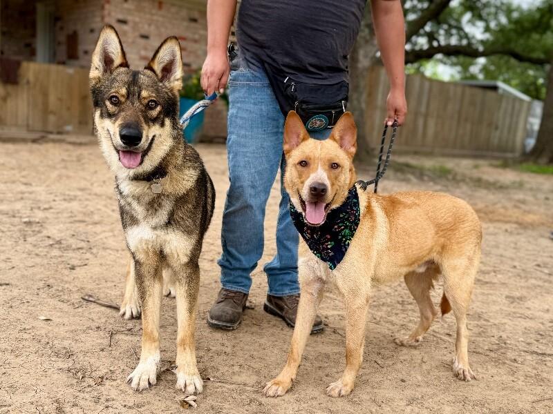Enlarge Bubba Bear Best Boy, a Adoptable mixed breed in Cincinnati, OH image 3/6