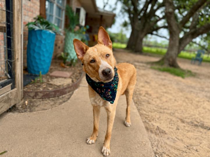Enlarge Bubba Bear Best Boy, a Adoptable mixed breed in Cincinnati, OH image 1/6