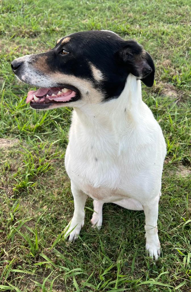 Margo, Adoptable, Adult Female Australian Shepherd & Australian Cattle Dog / Blue Heeler.