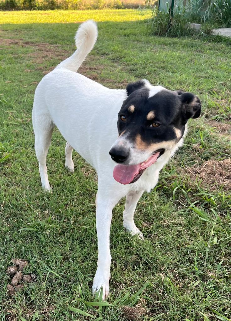 Margo, a Adoptable mixed breed in Farmersville, TX image 3/6