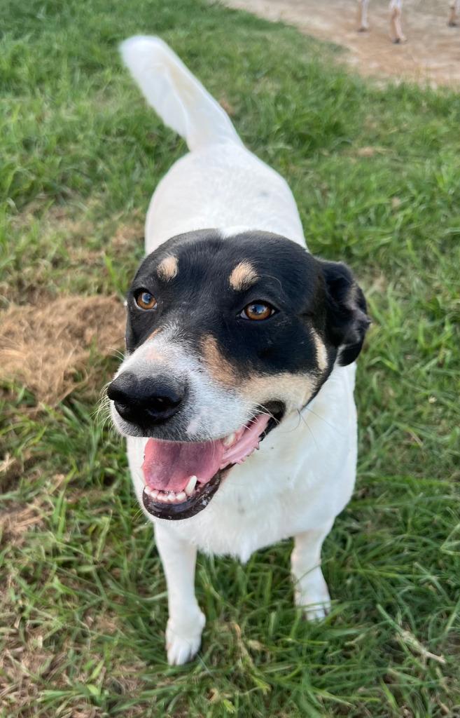 Margo, a Adoptable mixed breed in Farmersville, TX image 5/6