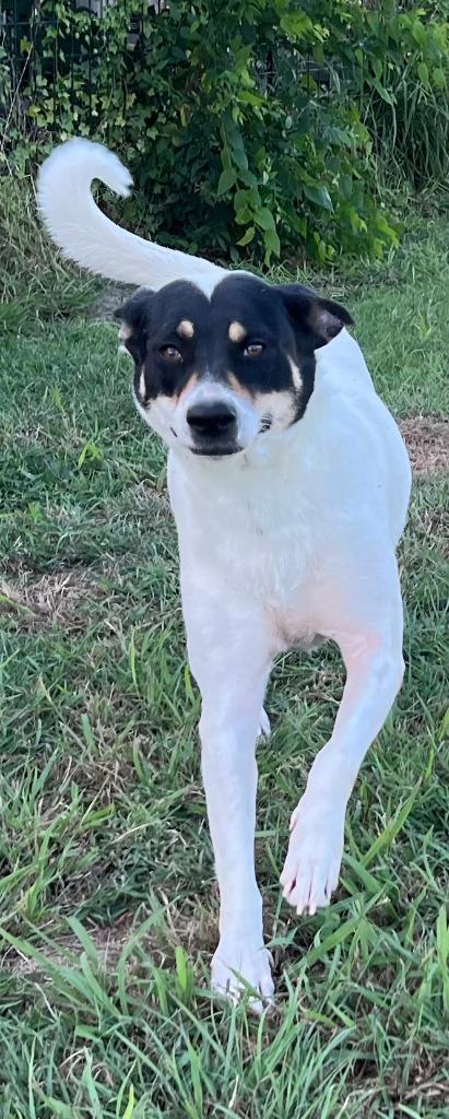 Margo, a Adoptable mixed breed in Farmersville, TX image 6/6