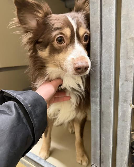 Enlarge Spongebob, an adopted mixed breed in Mansfield, OH image 5/5