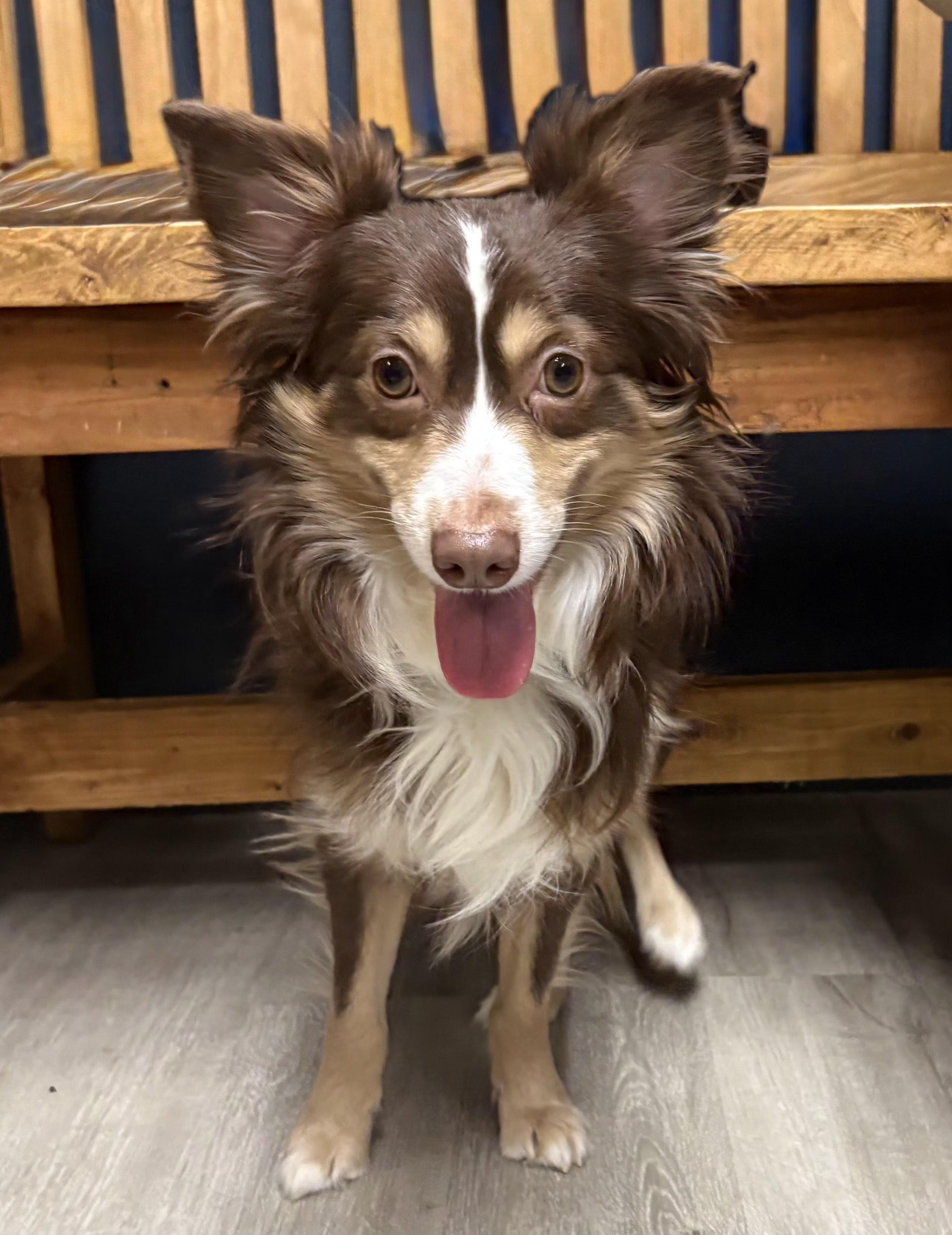 Enlarge Spongebob, an adopted mixed breed in Mansfield, OH image 3/5