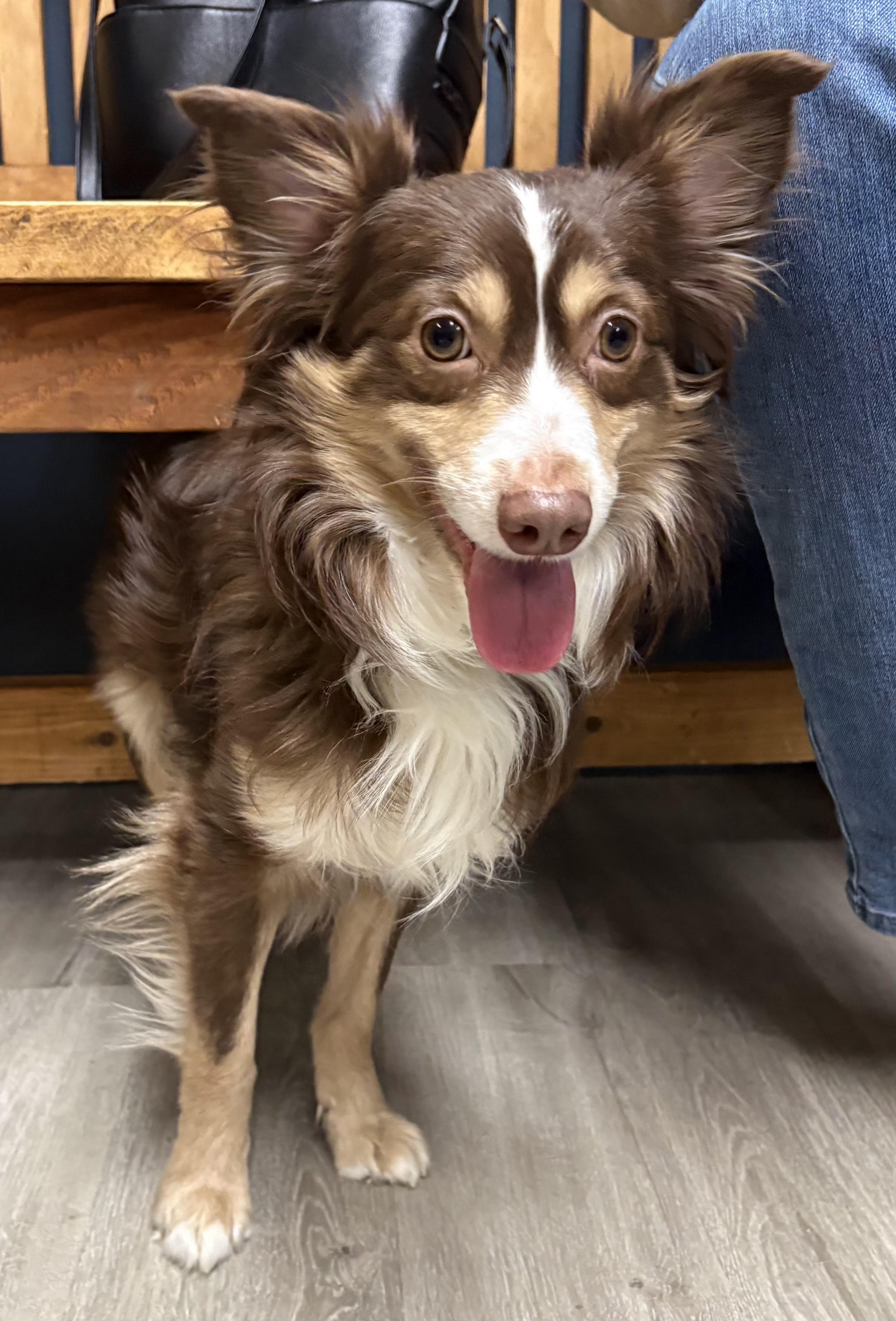 Spongebob, adopted, Puppy Male Australian Shepherd.