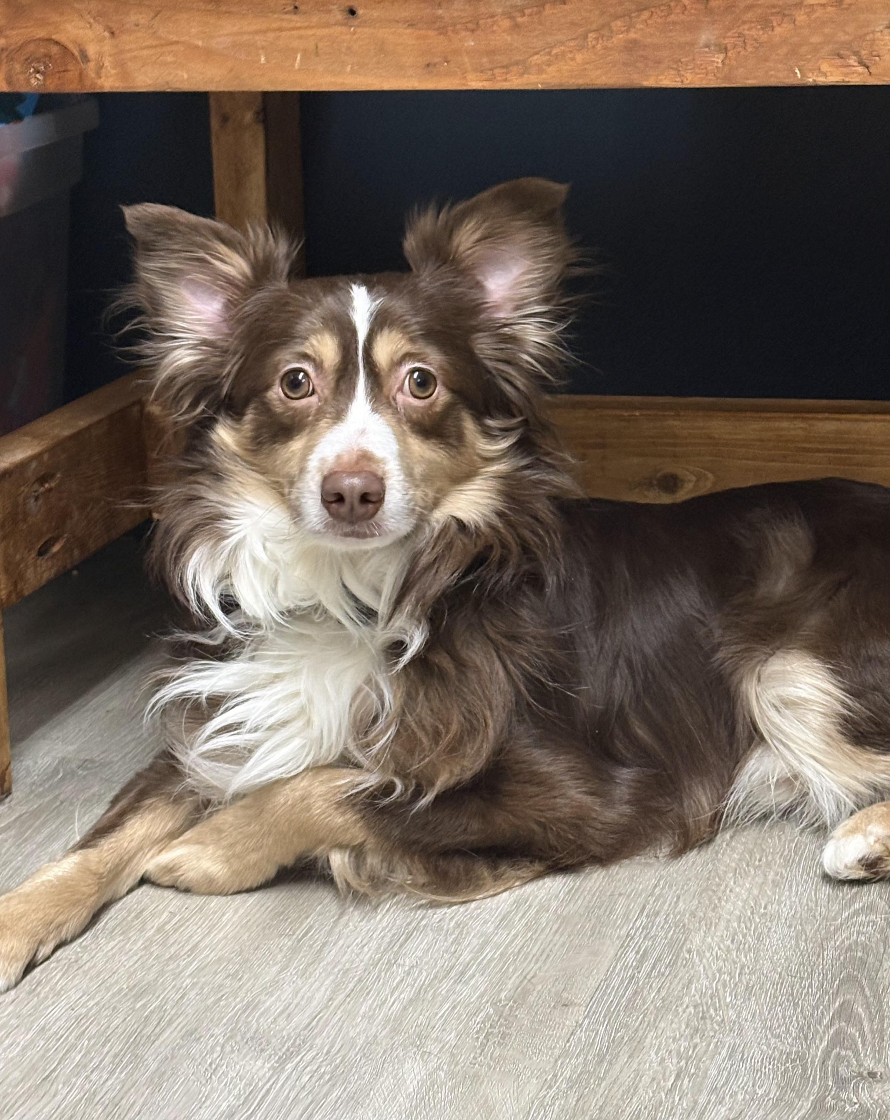 Enlarge Spongebob, an adopted mixed breed in Mansfield, OH image 2/5