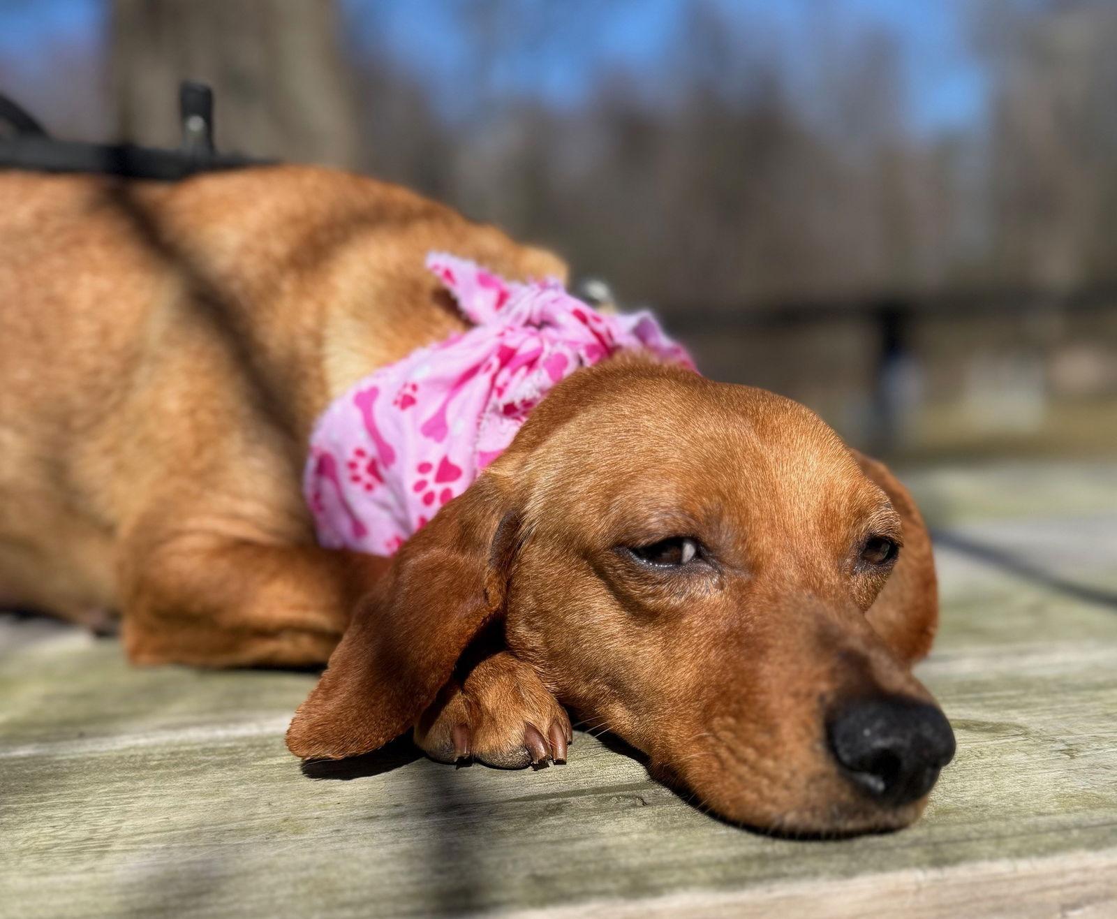 Varley, Adoptable, Adult Female Dachshund.