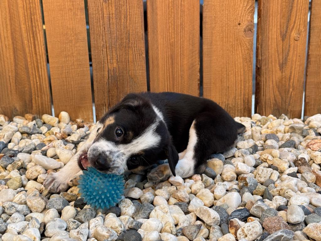 Spinner, Adoptable, Puppy Female Boxer & German Shepherd Dog.