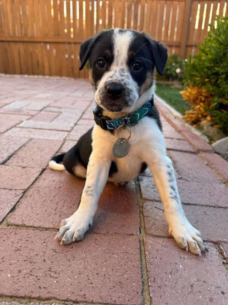 Enlarge Spinner, a Adoptable mixed breed in Reno, NV image 2/5