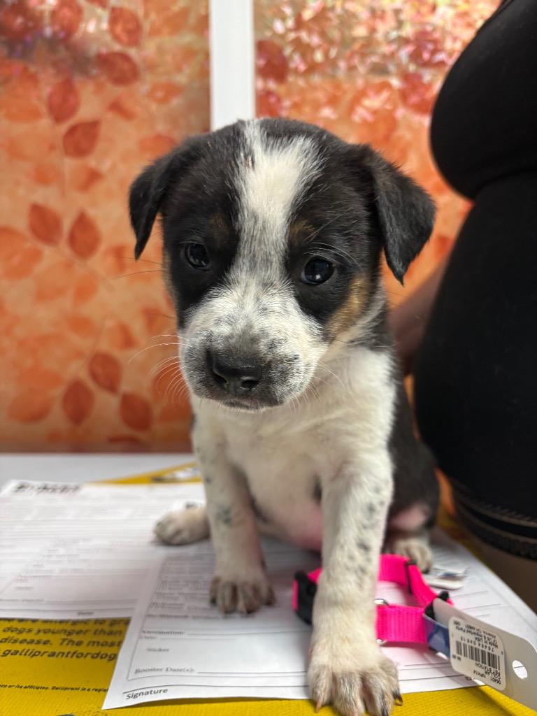 Enlarge Spinner, a Adoptable mixed breed in Reno, NV image 4/5