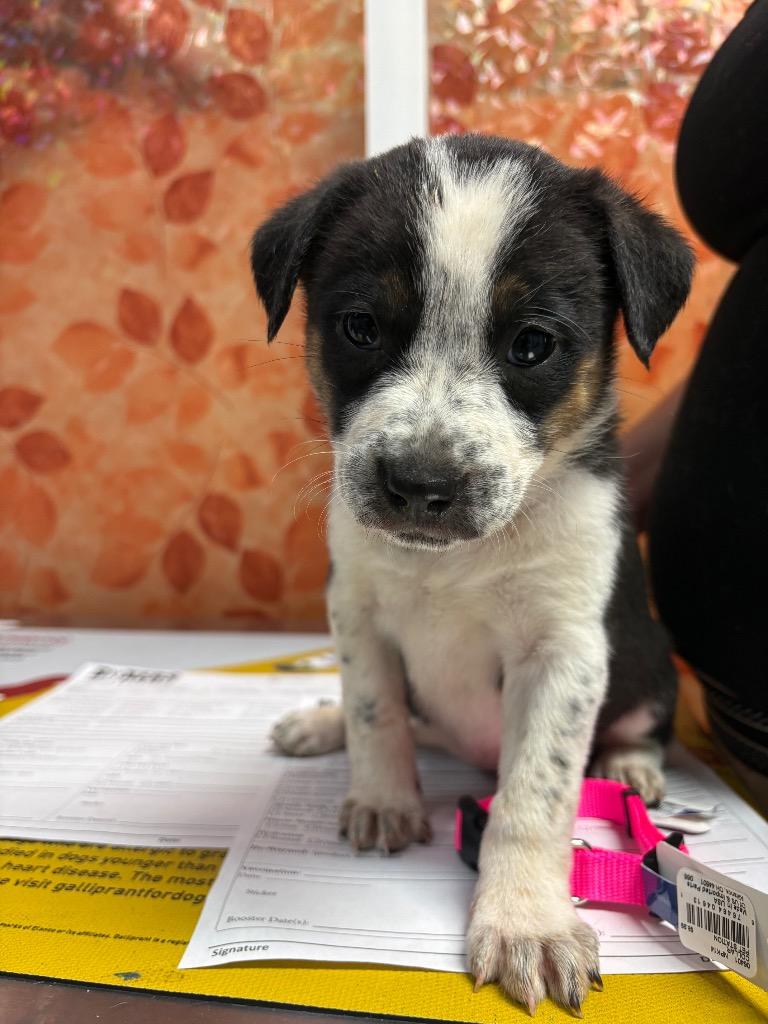 Enlarge Spinner, a Adoptable mixed breed in Reno, NV image 5/5
