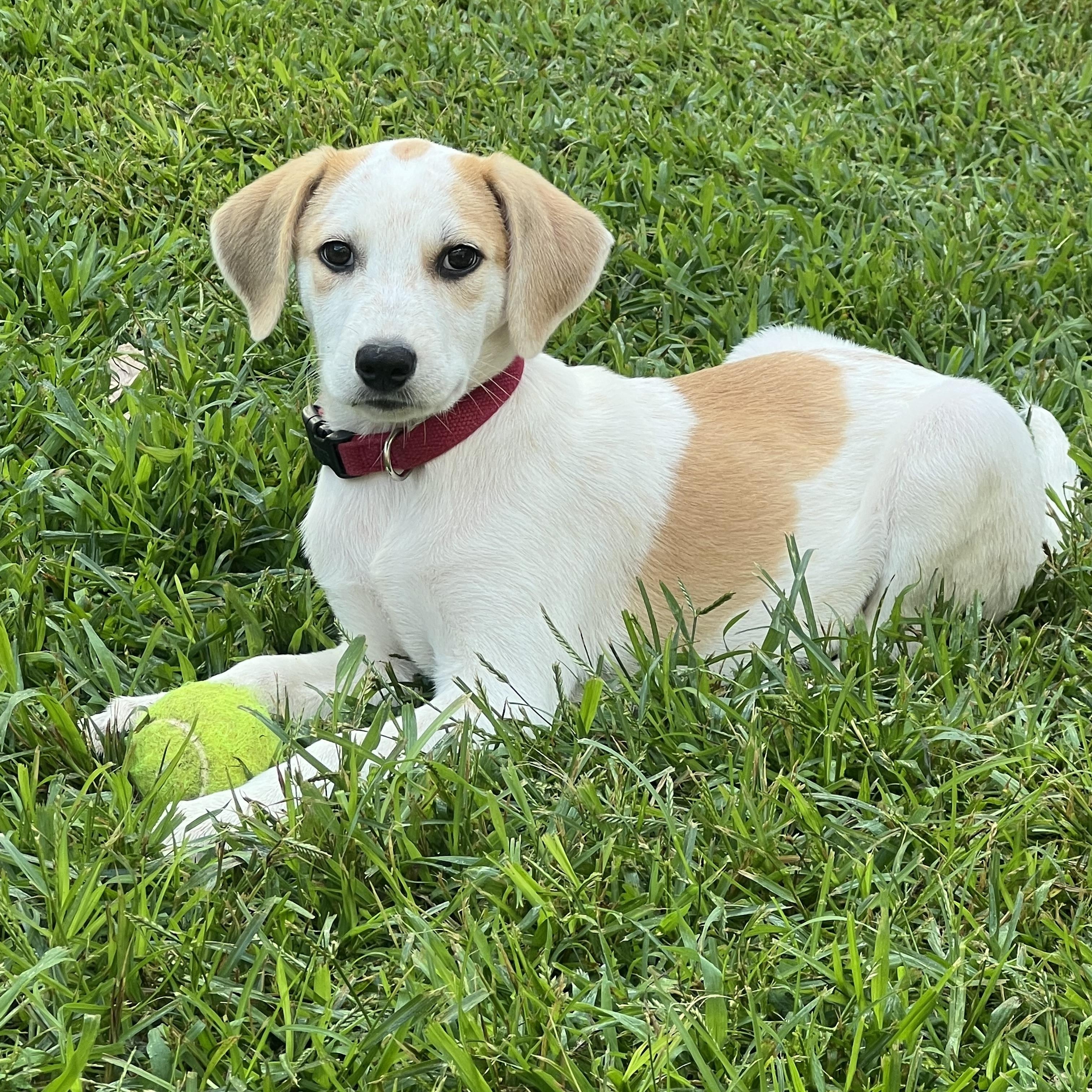 Lyra