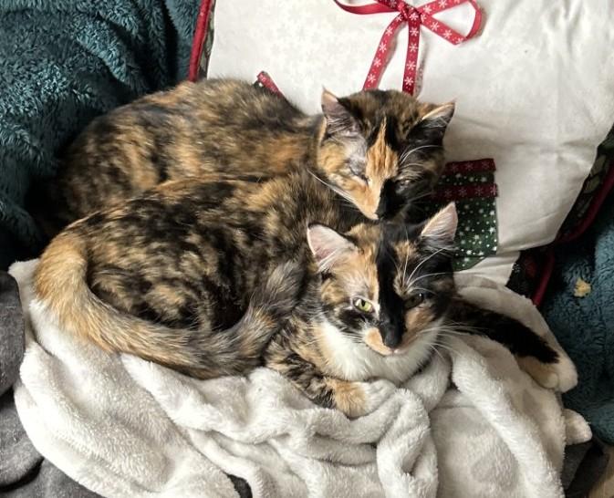 Enlarge Stripes (with Patches), a ADOPTABLE Domestic Short Hair in Silverton, OR image 3/6