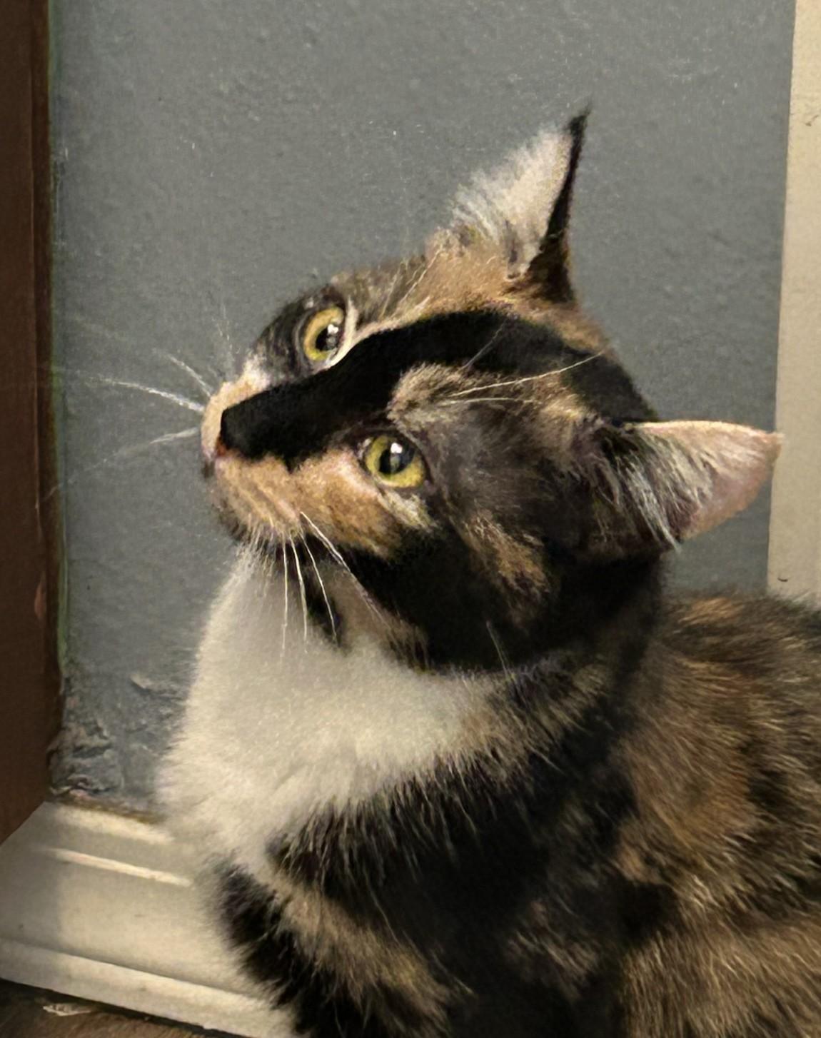 Enlarge Stripes (with Patches), a ADOPTABLE Domestic Short Hair in Silverton, OR image 6/6