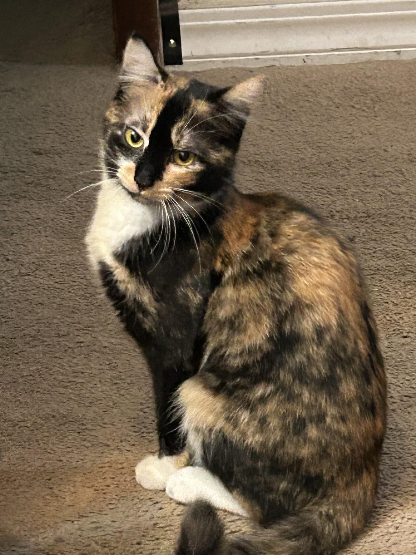 Enlarge Stripes (with Patches), a ADOPTABLE Domestic Short Hair in Silverton, OR image 2/6