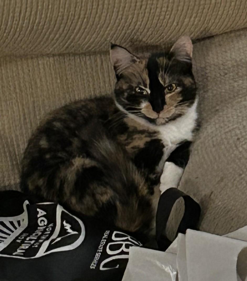 Enlarge Stripes (with Patches), a ADOPTABLE Domestic Short Hair in Silverton, OR image 4/6