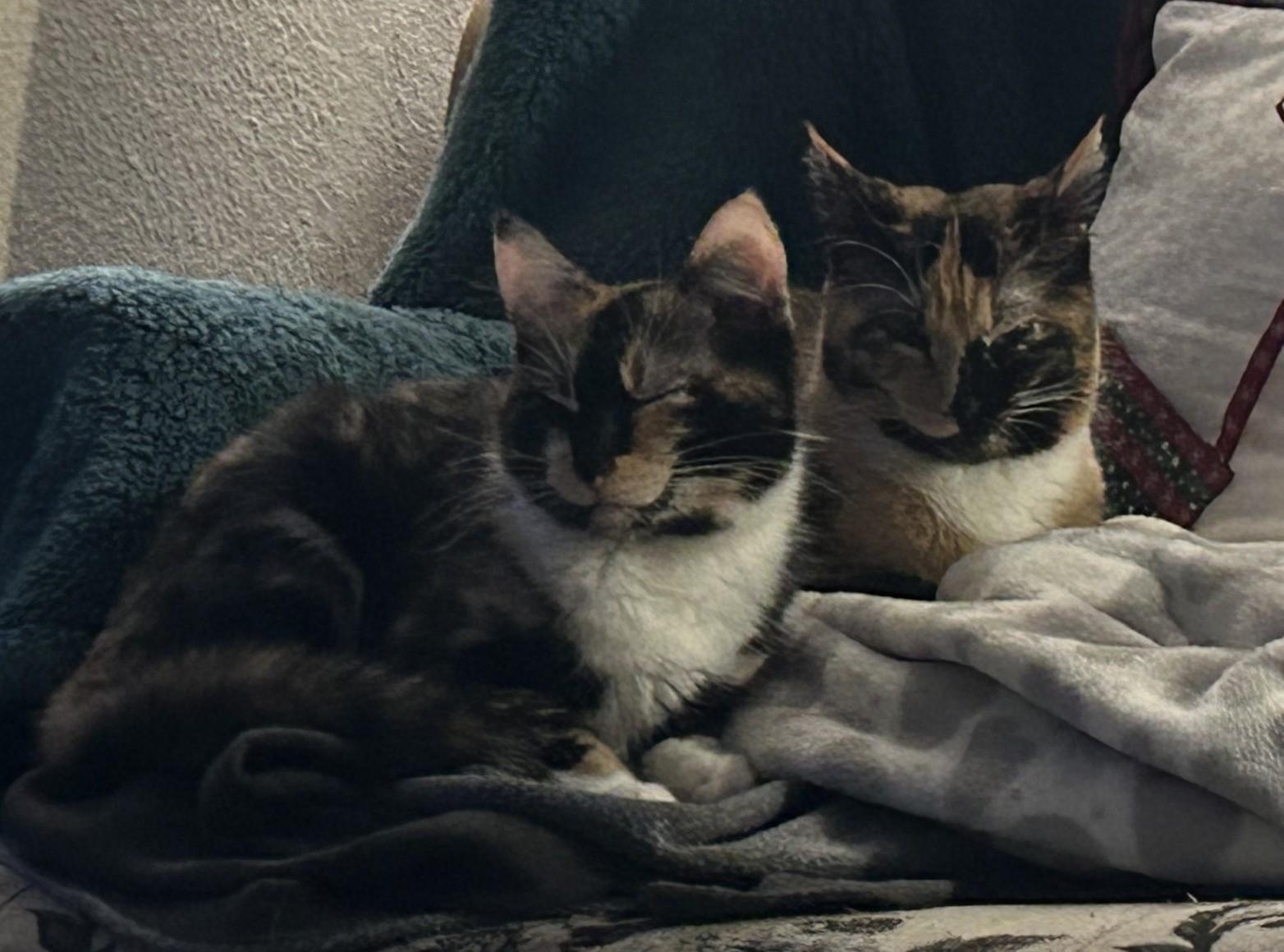 Enlarge Stripes (with Patches), a ADOPTABLE Domestic Short Hair in Silverton, OR image 5/6