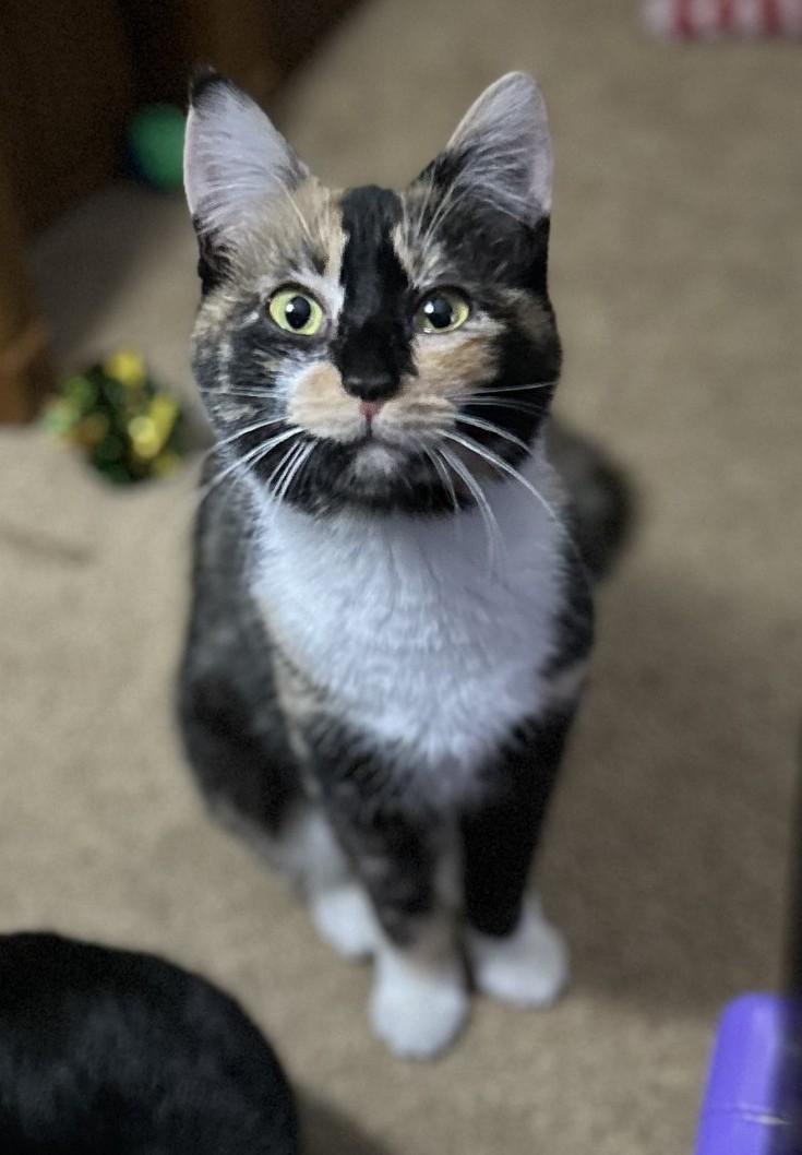 Stripes (with Patches), ADOPTABLE, Young Female Domestic Short Hair.