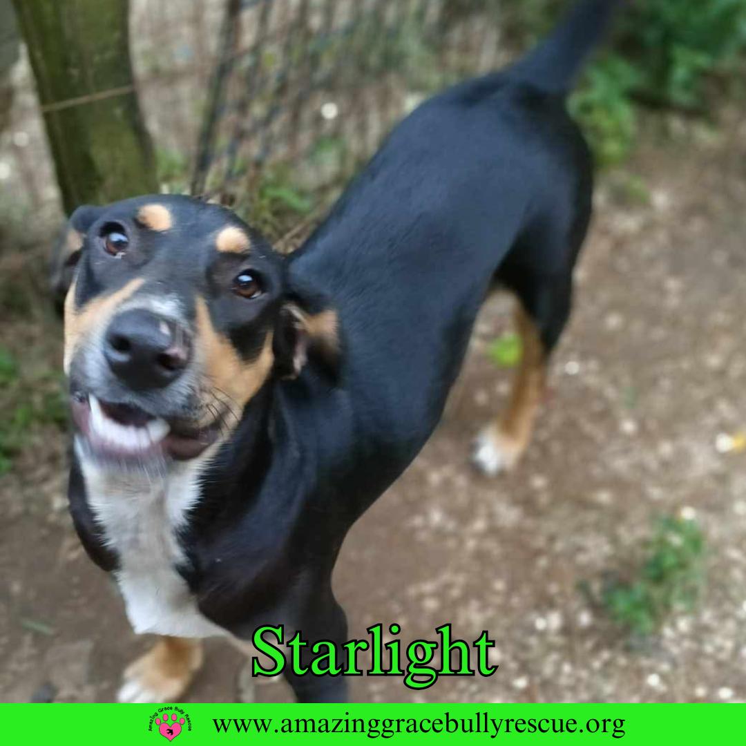 Starlight, a Adoptable Coonhound in Pensacola, FL image 1/3