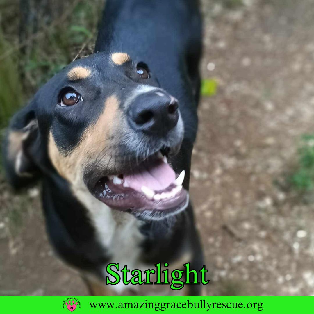 Starlight, a Adoptable Coonhound in Pensacola, FL image 2/3