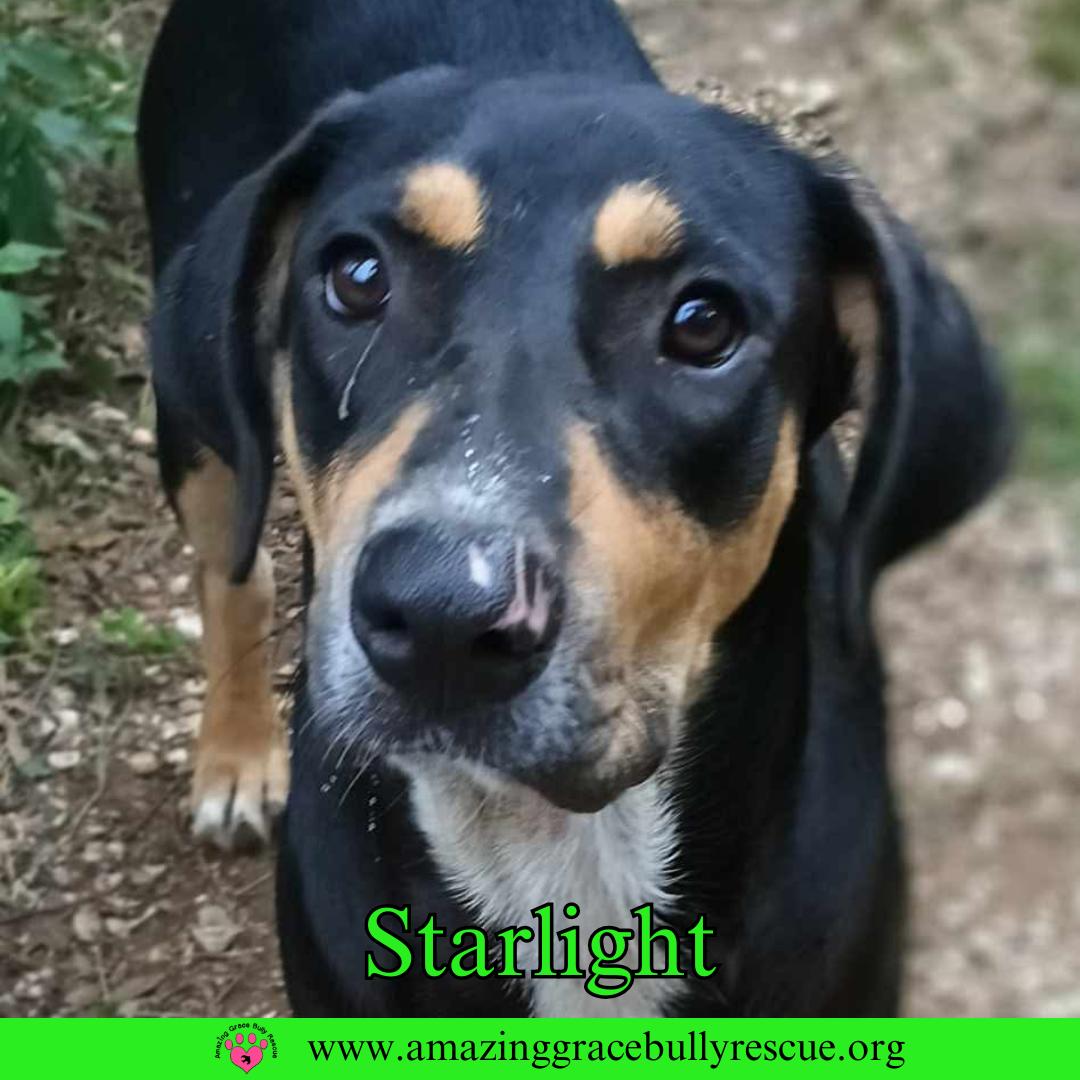 Starlight, a Adoptable Coonhound in Pensacola, FL image 3/3