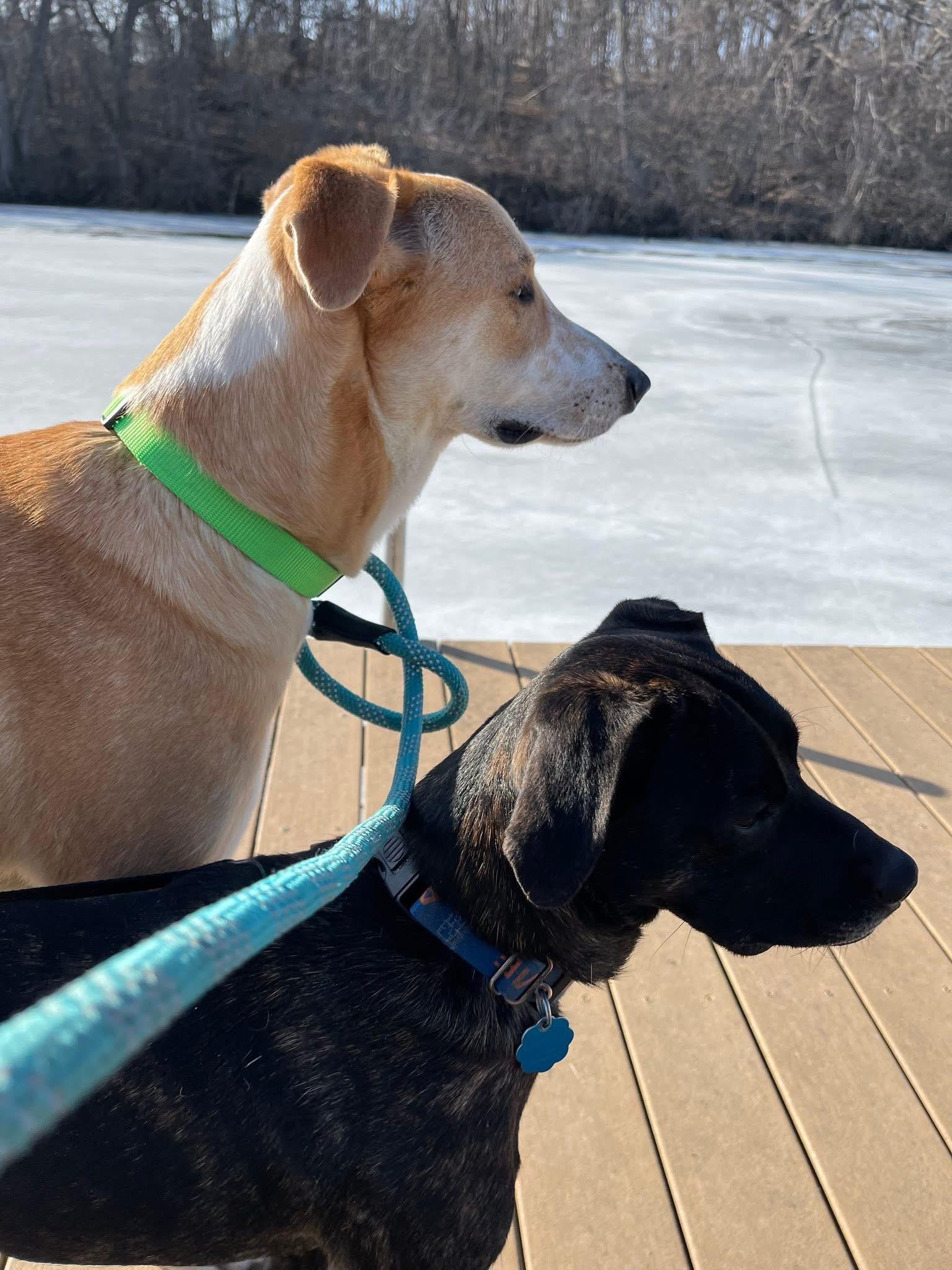 Chewy , a Adoptable mixed breed in Elkhorn, WI image 2/6