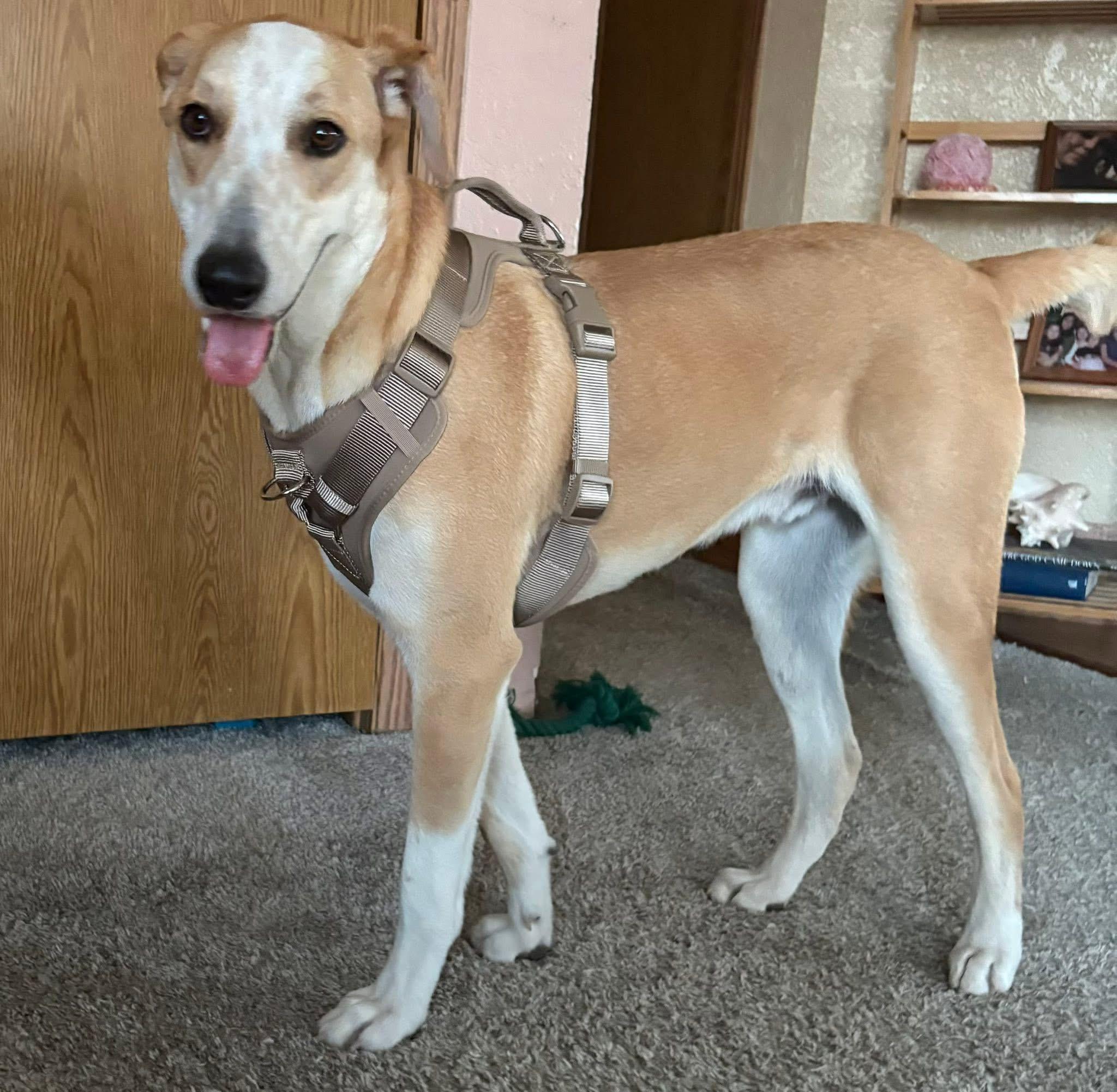 Chewy , Adoptable, Young Male Mixed Breed.