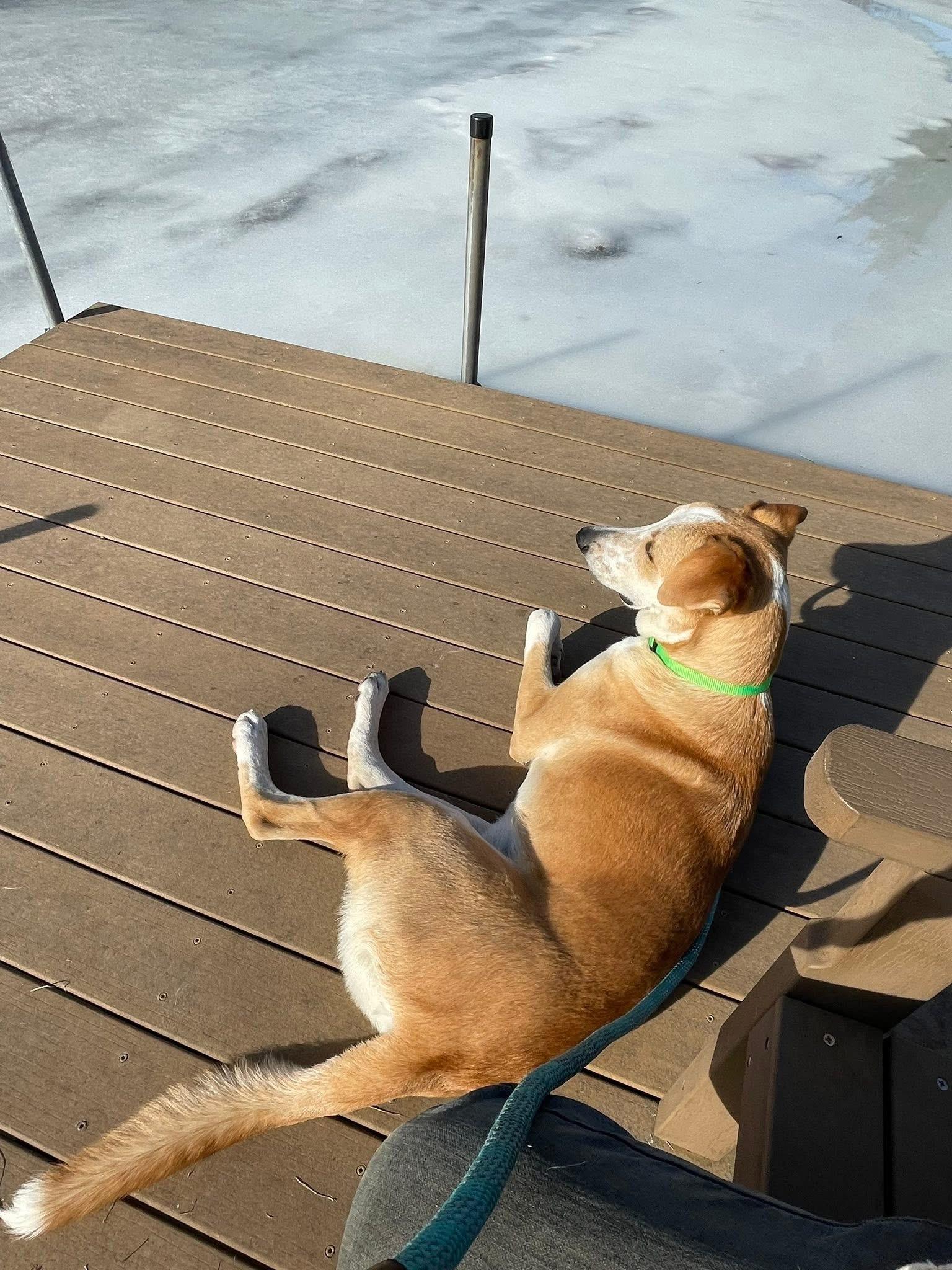 Chewy , a Adoptable mixed breed in Elkhorn, WI image 5/6