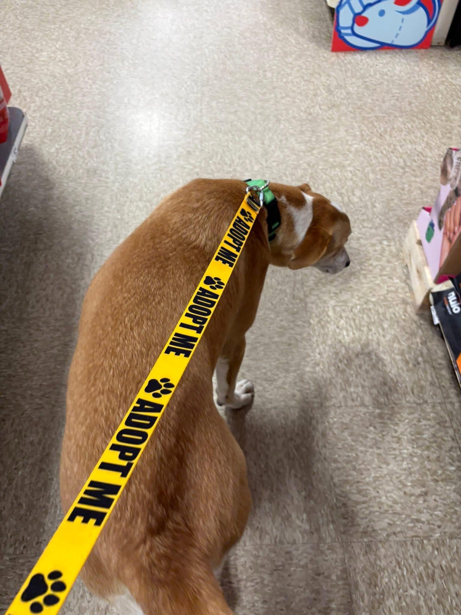 Chewy , a Adoptable mixed breed in Elkhorn, WI image 4/6