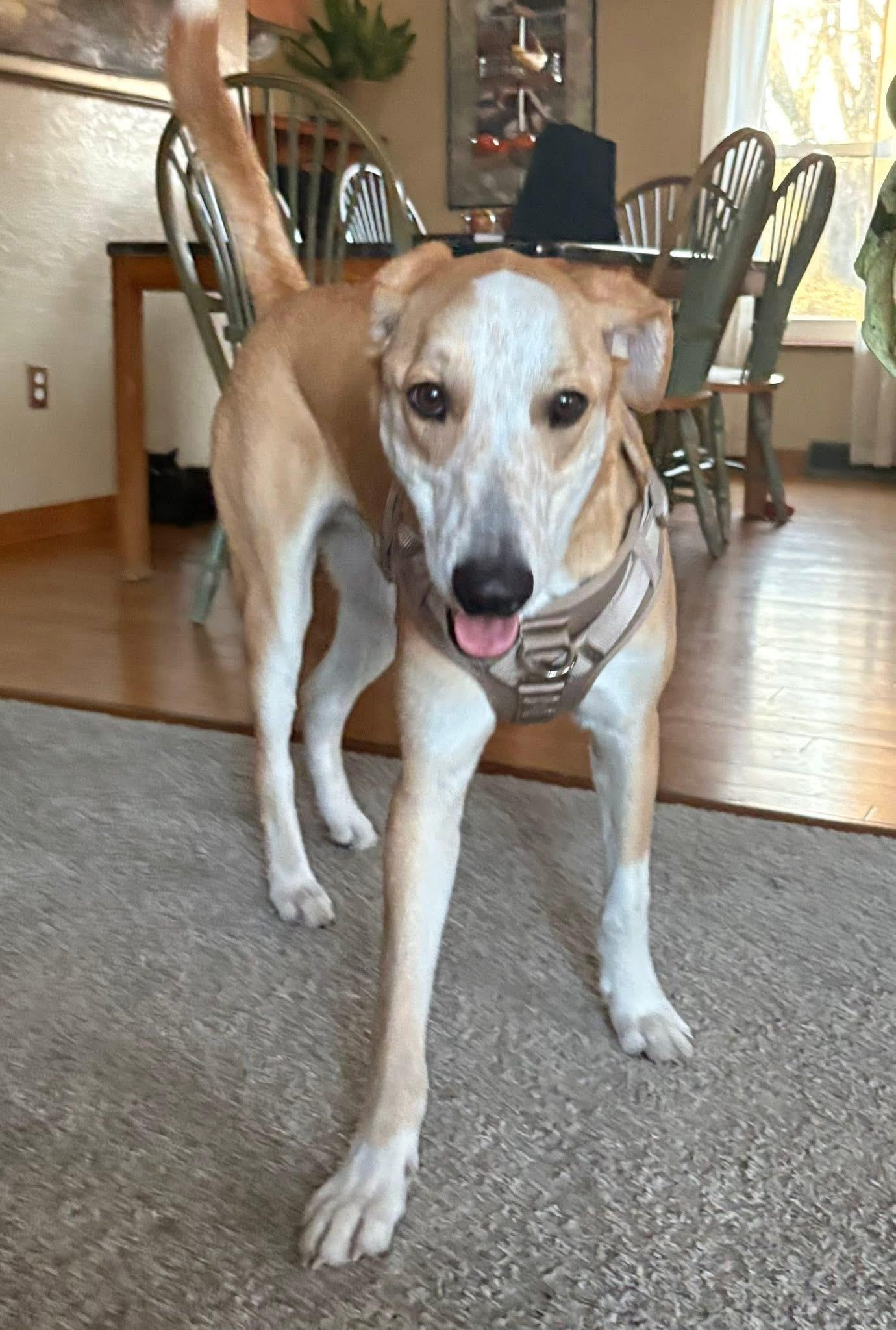 Chewy , a Adoptable mixed breed in Elkhorn, WI image 6/6