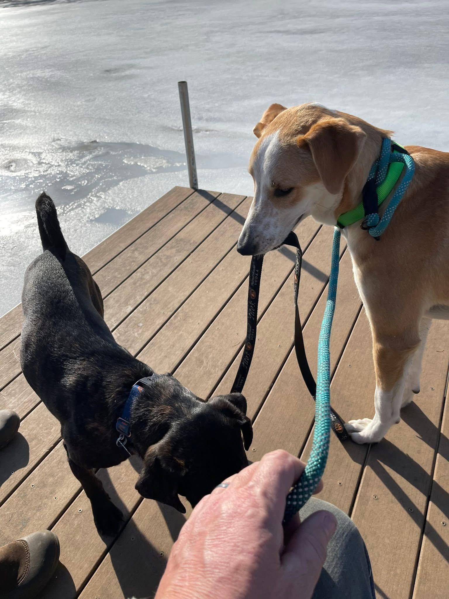 Chewy , a Adoptable mixed breed in Elkhorn, WI image 3/6