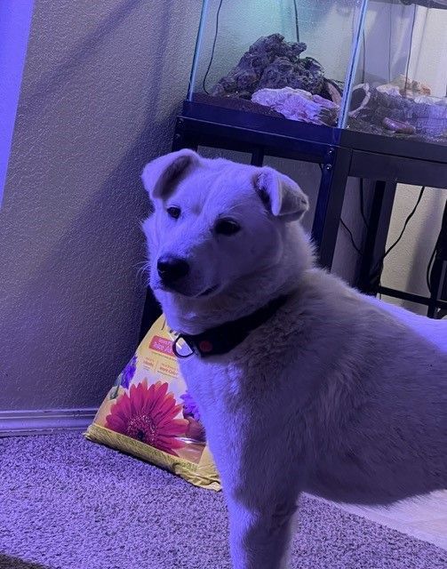 Dog for adoption Mishka, a Great Pyrenees Mix in Ephrata, WA Petfinder